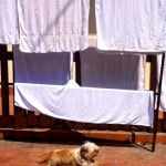 Guarding the laundry in Laos