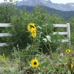 Sunflowers and Mount Sneffels
