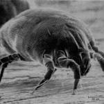Dust Mites Make Great Companions For the Elderly