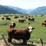 Do cows know that it's summer?