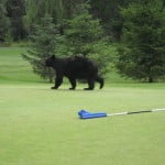 Bruins never replace divots