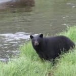 BEAR SEASON IS HERE!