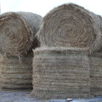 "You ate all the dimmycrats in Hinsdale County!"