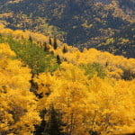 Fall Gold in Hinsdale County