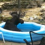 Woman Rescues Moose From Pool