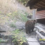 Bear Turned Away at Prominent Spa