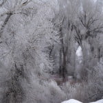 A Wonderland of Ice Forests