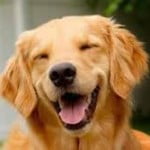 Roscoe wins dog contest