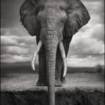 Elephant Beaches Self Off Carolina Coast