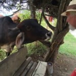 Bovine kisses in the Andes
