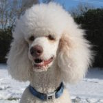 Poodle Outfitter