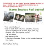 The perfect Valentine gift?