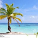 TOOLE FALLS FROM COCONUT PALM