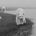 Climate change skeptics eaten by migrating polar bear