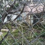 Like learning Vietnamese