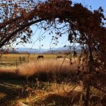 Flirtations with Fall