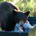 Impending garbage strike a boon for black bear