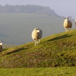 ABANDONED SHEEP HAZARDOUS ON SLOPES