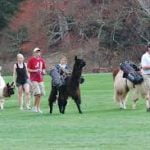 Animal Advocates Up In Arms Over Llamas As Caddies