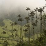 Pot Plants Threaten Colombian Villages
