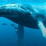 FINBAR REMAINS IN BELLY OF WHALE