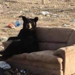 Bears Waking Up in High Country