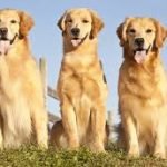 Colorado rescinds mandatory dog ownership
