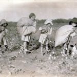 LETTUCE BEFORE LEARNING IN AMERICA