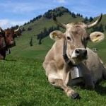 Indian Farmers Must Provide Mug Shots of Cows