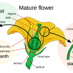 Murphy’s Breath Welcomes Spring