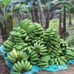 Monkey Brunch in Antioquia