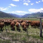 County Could See Solar Cows by 2025