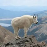 Lynx and Moose Welcome Gray Wolf to Colorado