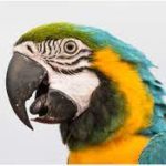 Local parrot to call bingo finals