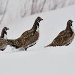 County roads closed  to protect endangered grouse