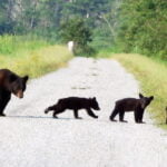 MOST BLACK BEAR LIVE BELOW POVERTY LINE