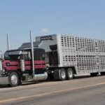 Cattle Truck Tours in Hot Water Again