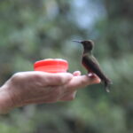 A bird in the hand...